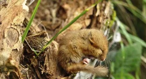 Кое животно може да спи по 11 месеца в годината