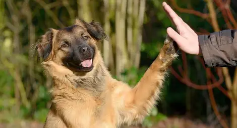 Кучетата биха излъгали, за да получат любимото лакомство Кучетата биха излъгали, за да получат любимото лакомство