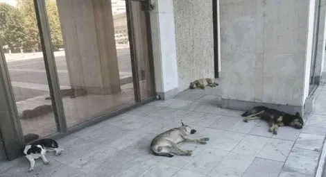 Поредният ухапан от куче взема 2000 лева от Общината