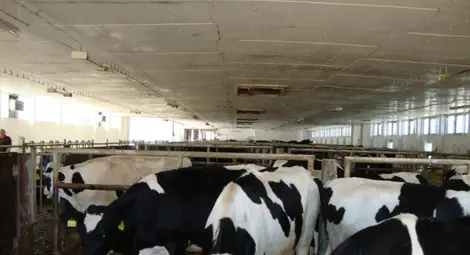 Специализирана борса купува и продава млечни квоти до 25 август Специализирана борса купува и продава млечни квоти до 25 август