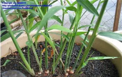 Как да си отгледате джинджифил