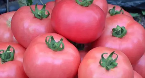 Розовият домат влезе в Световна съкровищница на вкусовете