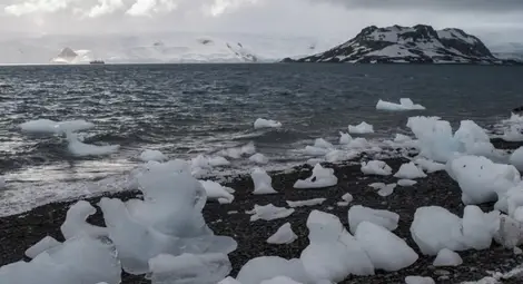 Антарктическите риби носят лед във вените си
