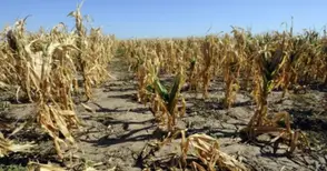 Земеделци от Русенско получават компенсации за суша и наводнения