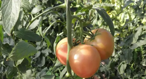 Източноевропейци спасяват прибирането на реколтата в Западна Европа