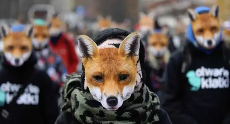 В Чехия приеха закон, забраняващ развъждането на животни за кожи