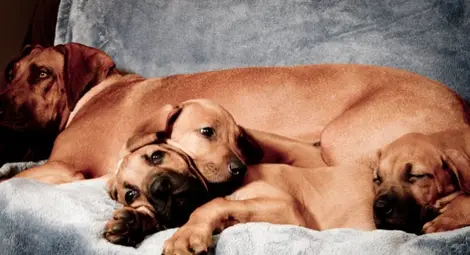 Кучетата могат да надушат пристъп на епилепсия по дъха на човека