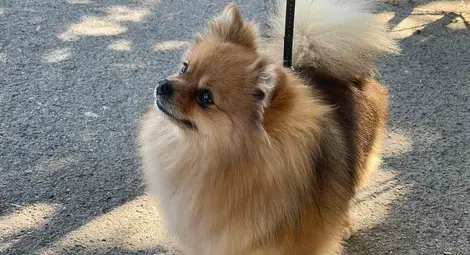 Парад на домашните любимци ще събере приятелите на животните  в Парка на младежта в Русе