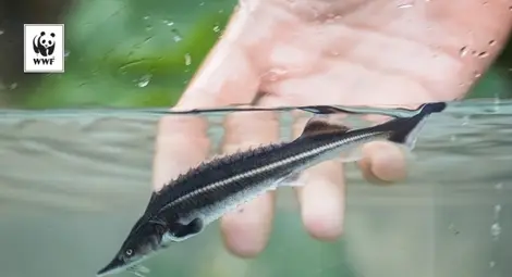 WWF зарибява Дунав с чига край Ветрен /галерия/