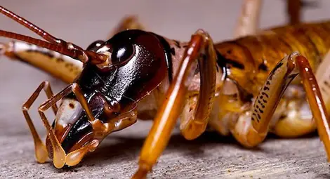 Учени посочиха петте безсмъртни животни /галерия/