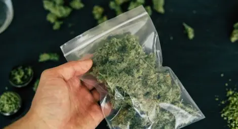 Втори съд не пусна от ареста задържаният с 3.5 кг марихуана Втори съд не пусна от ареста задържаният с 3.5 кг марихуана