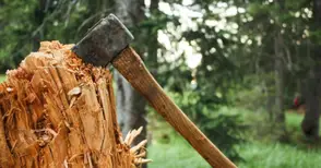 Анализите за изсичане на крайпътните дървета готови до края на месеца