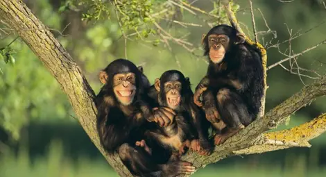 Маймуна свали дрон с пръчка /видео/