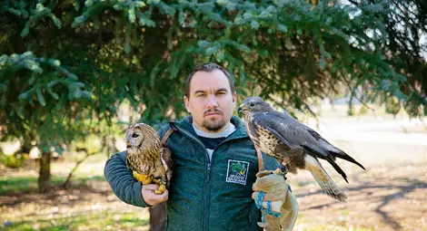 Показват в Русе кукумявката Блага и мишелова Хари в Международния ден на лешоядите