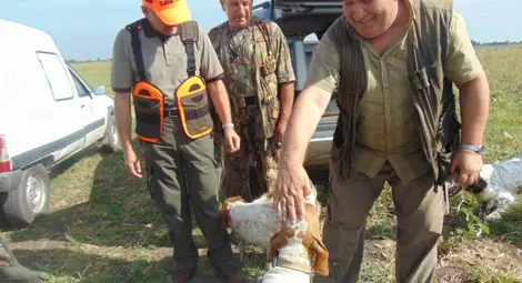 На ловците раздават проби за африканска чума и трихинелоза по прасетата