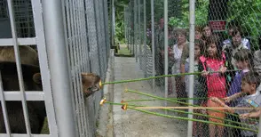 Деца храниха мечките Бойка  и Станди с ябълки и мед