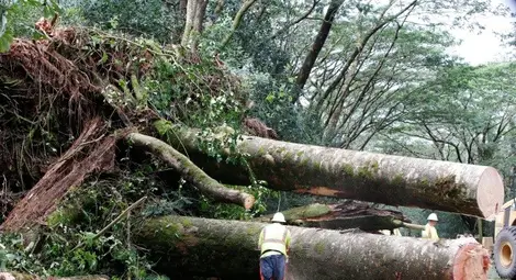 Незаконната сеч генерира 100 млн. лв. годишно
