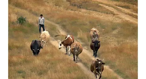 200 хил. лв. компенсации са предвидени за щети на животновъди и пчелари