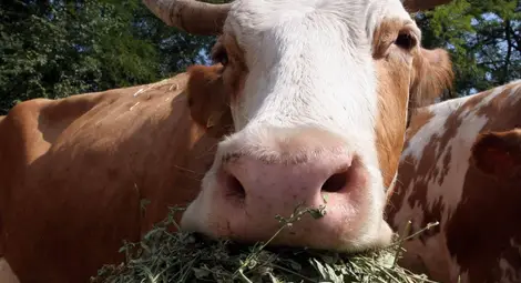 Стопани кандидатстват по de minimis за изхранване на животни от днес