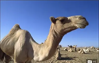 Мъж от Саудитска Арабия се развежда, защото съпругата му целунала камила