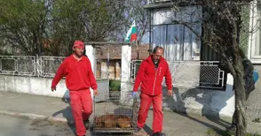 Две институции умуват да живеят ли настървените питбули Цезар и Клеопатра