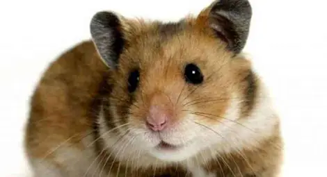 Изгубеният в театъра хамстер стана куриоз на годината в забавна класация