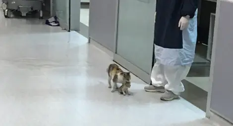 Улична котка търси помощ в Спешното за малкото си Улична котка търси помощ в Спешното за малкото си