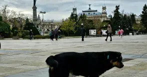 Общините със срок до края на месеца да преброят бездомните кучета