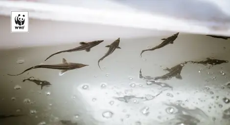 WWF зарибява Дунав с чига край Ветрен /галерия/