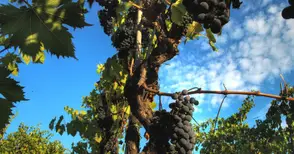 Дават 20 милиона лева  за изкореняване на лозя