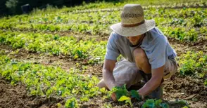 Земеделците ще плащат повече осигуровки