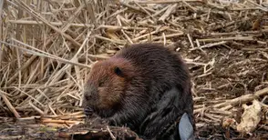 Три хипотези за връщането на бобрите - териториална принадлежност, контрабанда или непредвидена услуга от Румъния