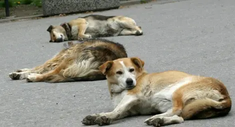 4 ключови аспекта в новата програма за намаляване на безстопанствените кучета