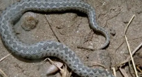 Страшното нашествие на огромни змии в Пиринско