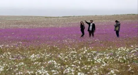 Най-сухата пустиня в света разцъфна след изненадващ дъжд