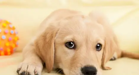 Благотворителен базар събира пари за четириноги бездомници в Русе