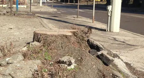 Гражданин протестира срещу отсичането на вековен бряст по &bdquo;Доростол&ldquo;