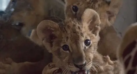 Лъвчетата заминават утре за Холандия