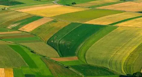 Няма ГМО по русенските полета