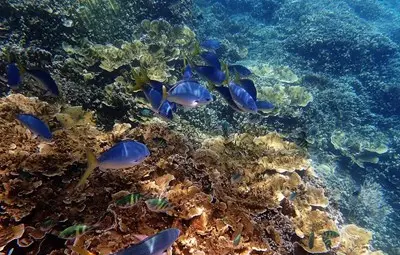 Учени: Перспективите за Големия бариерен риф са "много лоши"