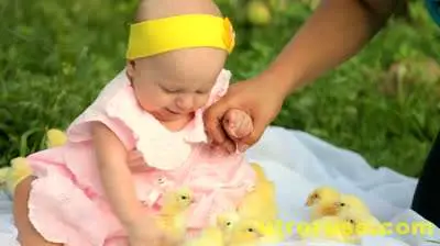 Учени: пилетата са по-умни от малките деца Учени: пилетата са по-умни от малките деца