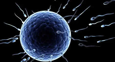 Роботизирани сперматозоиди ще улеснят зачеването Роботизирани сперматозоиди ще улеснят зачеването