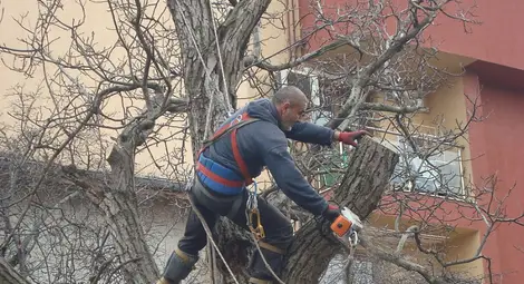 Премахване на опасни дървета затваря временно част от ул. „Никола Вапцаров“ в Русе на 11 януари Премахване на опасни дървета затваря временно част от ул. „Никола Вапцаров“ в Русе на 11 януари