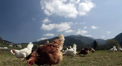 Фермер избира най-красива кокошка