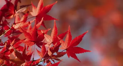 8 любопитни факта за ноември