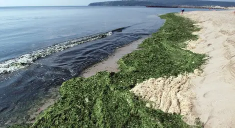 Морско водорасло потиска раковите клетки