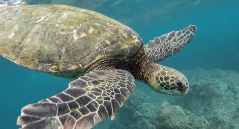 15 души починаха, след като ядоха месо от костенурка 15 души починаха, след като ядоха месо от костенурка