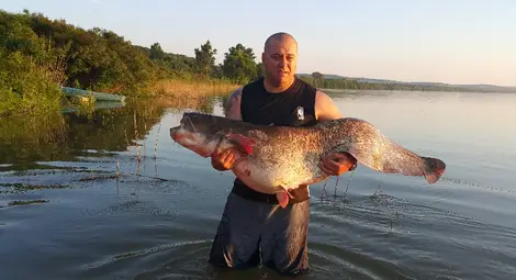 Русенец извади 45-килограмов сом от Дунав при Гюргево