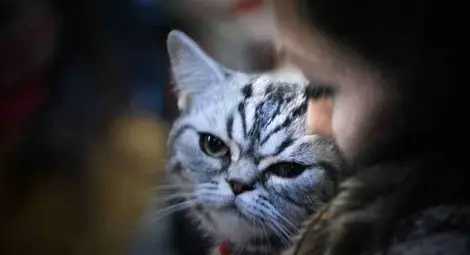 Данък "котка" ще плащат варненци