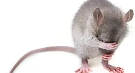 Плъх едва не предизвика пожар в жилищен блок